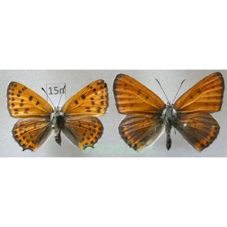Lycaena thersamon (Esper, 1784) pair Hungaria15n